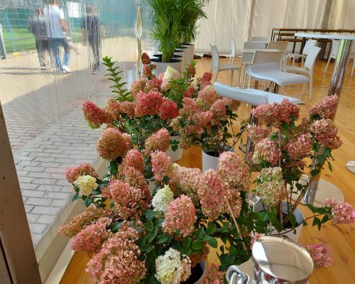 240096546_4432067133481730_3449914227243580305_n