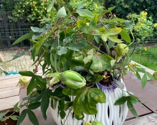 242555143_4523619187659857_7555747344882377098_n