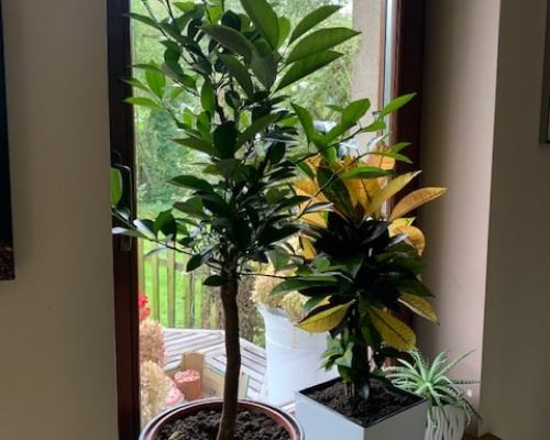 242577379_4523619164326526_3505124286082024038_n